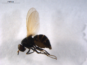  ( - 07PROBE-JW0543)  @13 [ ] CreativeCommons - Attribution (2010) CBG Photography Group Centre for Biodiversity Genomics