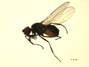  ( - 07PROBE-JW0576)  @12 [ ] CreativeCommons - Attribution (2010) CBG Photography Group Centre for Biodiversity Genomics