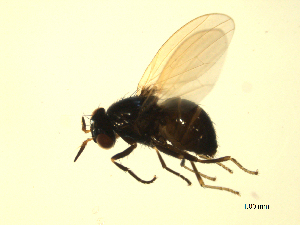  ( - 07PROBE-JW0577)  @13 [ ] CreativeCommons - Attribution (2010) CBG Photography Group Centre for Biodiversity Genomics