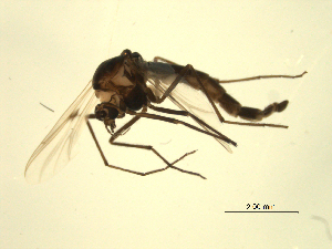  ( - 07PROBE-JW0645)  @12 [ ] CreativeCommons - Attribution (2010) CBG Photography Group Centre for Biodiversity Genomics