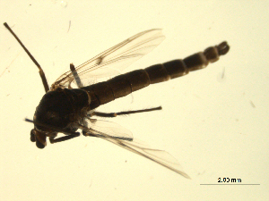  ( - 07PROBE-JW0650)  @12 [ ] CreativeCommons - Attribution (2010) CBG Photography Group Centre for Biodiversity Genomics