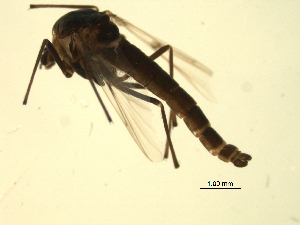  ( - 07PROBE-JW0653)  @13 [ ] CreativeCommons - Attribution (2010) CBG Photography Group Centre for Biodiversity Genomics