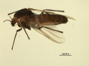  ( - 07PROBE-JW0656)  @13 [ ] CreativeCommons - Attribution (2010) CBG Photography Group Centre for Biodiversity Genomics
