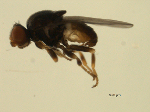  ( - 07PROBE-JW0694)  @12 [ ] CreativeCommons - Attribution (2010) CBG Photography Group Centre for Biodiversity Genomics