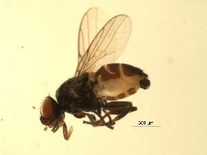  ( - 07PROBE-JW0710)  @13 [ ] CreativeCommons - Attribution (2010) CBG Photography Group Centre for Biodiversity Genomics