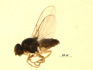  ( - 07PROBE-JW0714)  @13 [ ] CreativeCommons - Attribution (2010) CBG Photography Group Centre for Biodiversity Genomics