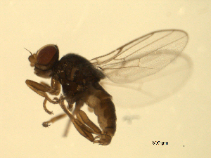  ( - 07PROBE-JW0717)  @13 [ ] CreativeCommons - Attribution (2010) CBG Photography Group Centre for Biodiversity Genomics