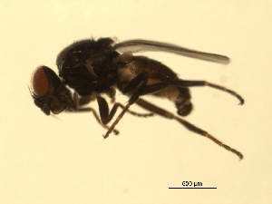  ( - 07PROBE-JW0718)  @13 [ ] CreativeCommons - Attribution (2010) CBG Photography Group Centre for Biodiversity Genomics