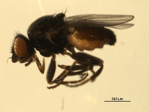  ( - 07PROBE-JW0733)  @13 [ ] CreativeCommons - Attribution (2010) CBG Photography Group Centre for Biodiversity Genomics