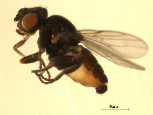  ( - 07PROBE-JW0737)  @14 [ ] CreativeCommons - Attribution (2010) CBG Photography Group Centre for Biodiversity Genomics