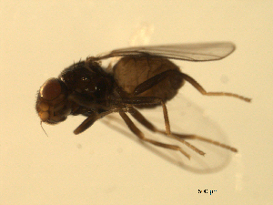  ( - 07PROBE-JW0741)  @13 [ ] CreativeCommons - Attribution (2010) CBG Photography Group Centre for Biodiversity Genomics