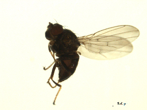  ( - 07PROBE-JW0910)  @12 [ ] CreativeCommons - Attribution (2010) CBG Photography Group Centre for Biodiversity Genomics