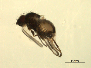  ( - 07PROBE-JW0927)  @12 [ ] CreativeCommons - Attribution (2010) CBG Photography Group Centre for Biodiversity Genomics