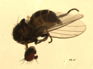  ( - 07PROBE-JW0934)  @12 [ ] CreativeCommons - Attribution (2010) CBG Photography Group Centre for Biodiversity Genomics