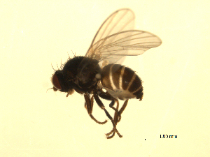  ( - 07PROBE-JW0935)  @12 [ ] CreativeCommons - Attribution (2010) CBG Photography Group Centre for Biodiversity Genomics