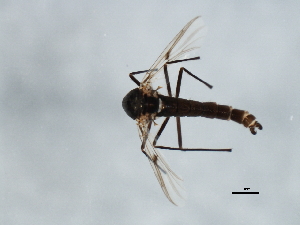  ( - 07PROBE-JW0654)  @12 [ ] CreativeCommons - Attribution (2010) CBG Photography Group Centre for Biodiversity Genomics