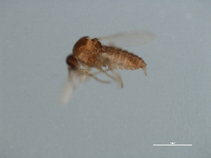  ( - 07PROBE-JW0879)  @13 [ ] CreativeCommons - Attribution (2010) CBG Photography Group Centre for Biodiversity Genomics