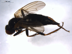  ( - 07PROBE-JW1015)  @12 [ ] CreativeCommons - Attribution (2010) CBG Photography Group Centre for Biodiversity Genomics