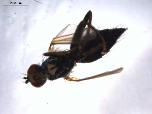  ( - 07PROBE-JW1016)  @12 [ ] CreativeCommons - Attribution (2010) CBG Photography Group Centre for Biodiversity Genomics
