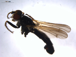  ( - 07PROBE-JW1018)  @12 [ ] CreativeCommons - Attribution (2010) CBG Photography Group Centre for Biodiversity Genomics