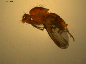  ( - 07PROBE-JW1049)  @13 [ ] CreativeCommons - Attribution (2010) CBG Photography Group Centre for Biodiversity Genomics