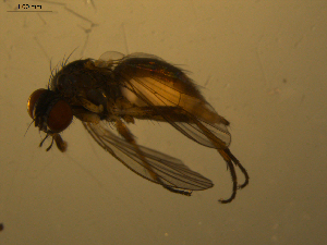  ( - 07PROBE-JW1071)  @13 [ ] CreativeCommons - Attribution (2010) CBG Photography Group Centre for Biodiversity Genomics