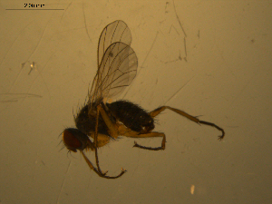  ( - 07PROBE-JW1084)  @13 [ ] CreativeCommons - Attribution (2010) CBG Photography Group Centre for Biodiversity Genomics