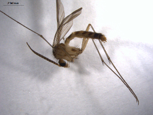  ( - 07PROBE-JW1130)  @12 [ ] CreativeCommons - Attribution (2010) CBG Photography Group Centre for Biodiversity Genomics