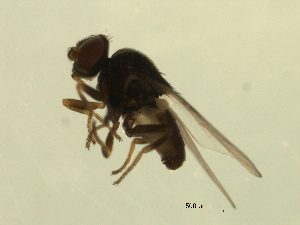  ( - 07PROBE-JW1145)  @12 [ ] CreativeCommons - Attribution (2010) CBG Photography Group Centre for Biodiversity Genomics