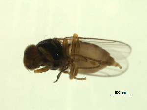  ( - 07PROBE-JW1156)  @12 [ ] CreativeCommons - Attribution (2010) CBG Photography Group Centre for Biodiversity Genomics