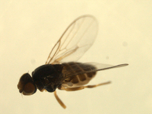  ( - 07PROBE-JW1167)  @12 [ ] CreativeCommons - Attribution (2010) CBG Photography Group Centre for Biodiversity Genomics