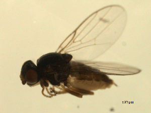  ( - 07PROBE-JW1168)  @12 [ ] CreativeCommons - Attribution (2010) CBG Photography Group Centre for Biodiversity Genomics