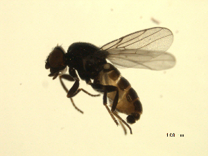  ( - 07PROBE-JW1185)  @13 [ ] CreativeCommons - Attribution (2010) CBG Photography Group Centre for Biodiversity Genomics