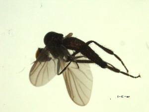  ( - 07PROBE-JW1274)  @12 [ ] CreativeCommons - Attribution (2010) CBG Photography Group Centre for Biodiversity Genomics