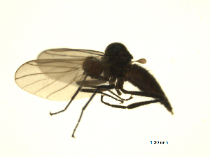  ( - 07PROBE-JW1288)  @12 [ ] CreativeCommons - Attribution (2010) CBG Photography Group Centre for Biodiversity Genomics