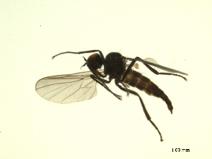  ( - 07PROBE-JW1292)  @12 [ ] CreativeCommons - Attribution (2010) CBG Photography Group Centre for Biodiversity Genomics