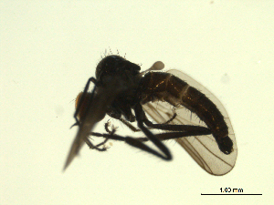  ( - 07PROBE-JW1293)  @12 [ ] CreativeCommons - Attribution (2010) CBG Photography Group Centre for Biodiversity Genomics
