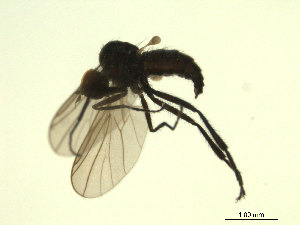  ( - 07PROBE-JW1296)  @12 [ ] CreativeCommons - Attribution (2010) CBG Photography Group Centre for Biodiversity Genomics