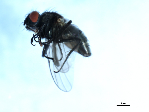  ( - 09PROBE-JW0011)  @13 [ ] CreativeCommons - Attribution (2010) CBG Photography Group Centre for Biodiversity Genomics