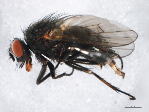  ( - 09PROBE-JW0019)  @14 [ ] CreativeCommons - Attribution (2010) CBG Photography Group Centre for Biodiversity Genomics