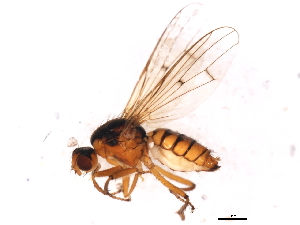  (Scathophaga spurca - 09PROBE-JW0164)  @14 [ ] CreativeCommons - Attribution (2010) CBG Photography Group Centre for Biodiversity Genomics