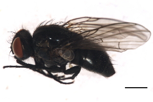  ( - 09PROBE-JW0239)  @13 [ ] CreativeCommons - Attribution (2010) CBG Photography Group Centre for Biodiversity Genomics