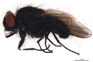  ( - 09PROBE-JW0248)  @13 [ ] CreativeCommons - Attribution (2010) CBG Photography Group Centre for Biodiversity Genomics