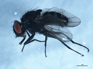  ( - 09PROBE-JW0249)  @13 [ ] CreativeCommons - Attribution (2010) CBG Photography Group Centre for Biodiversity Genomics