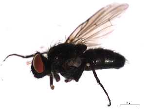  ( - 09PROBE-JW0406)  @13 [ ] CreativeCommons - Attribution (2010) CBG Photography Group Centre for Biodiversity Genomics