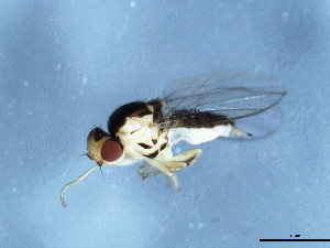 ( - 09PROBE-JW0567)  @12 [ ] CreativeCommons - Attribution (2010) CBG Photography Group Centre for Biodiversity Genomics
