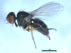  ( - 09PROBE-JW0759)  @12 [ ] CreativeCommons - Attribution (2010) CBG Photography Group Centre for Biodiversity Genomics