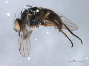  ( - 09PROBE-JW0760)  @12 [ ] CreativeCommons - Attribution (2010) CBG Photography Group Centre for Biodiversity Genomics