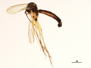  ( - 09PROBE-JW0956)  @12 [ ] CreativeCommons - Attribution (2010) CBG Photography Group Centre for Biodiversity Genomics