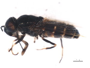  (Odontomyia nigerrima - 09PROBE-JW1009)  @13 [ ] CreativeCommons - Attribution (2010) CBG Photography Group Centre for Biodiversity Genomics